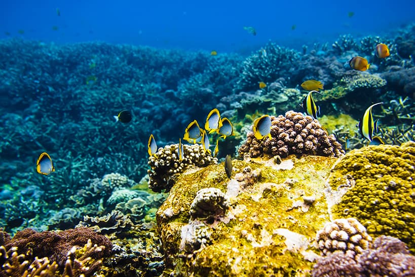 Hawaiian Coral Reefs