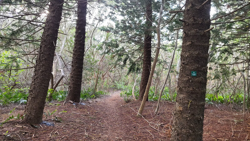 Maunalei Arboretum and Mahana Ridge hike