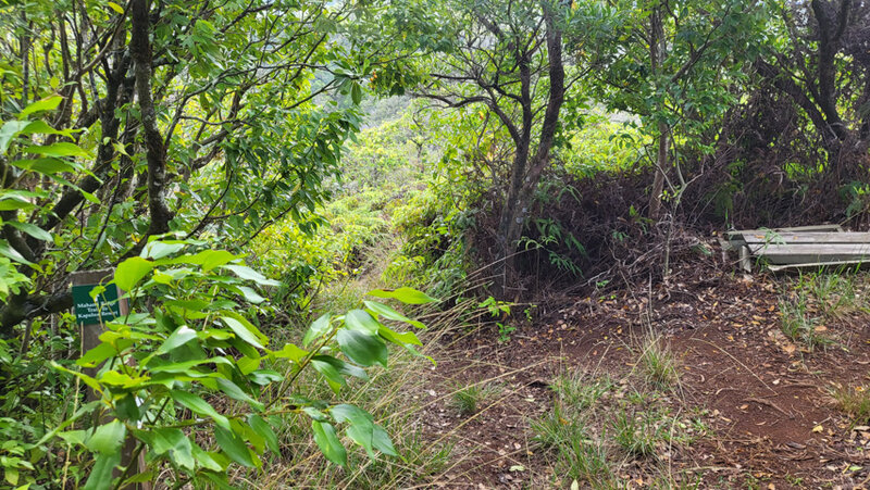 Maunalei Arboretum and Mahana Ridge hike