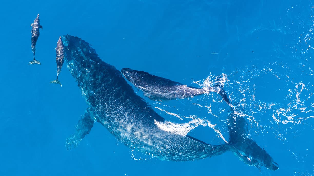 Humpback Whales West Maui